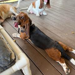 Tilly - Basset Hound