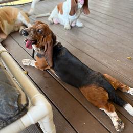 Tilly - Basset Hound