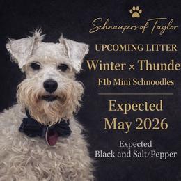 Schnoodle puppies from Schnauzers Of Taylor
