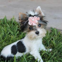Juliet - Parti female Yorkshire Terrier puppy in Eastland, Texas from Peach Yorkies