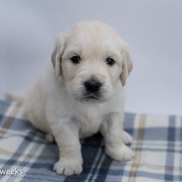 Jasmine - Light golden female Golden Retriever puppy in Lakewood, California from Cloud Nine Kennel