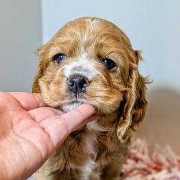 Buster Brown - Cocker Spaniel puppy from HoneyCoop’s