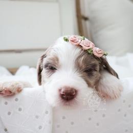 Bridle Path - Parti female Goldendoodle puppy in Savannah, Georgia from Vino and Vespa Doodles