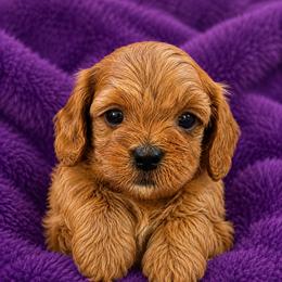 Daisy - Red female Cavapoo puppy in Buda, Texas from Haus of Doodles
