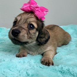 Swazey - Cream female Dachshund puppy in Brenham, Texas from 1 Moore Dachshund