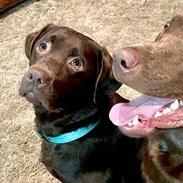 Dilute Retrievers and Labrador Retrievers from Redfearn Retrievers
