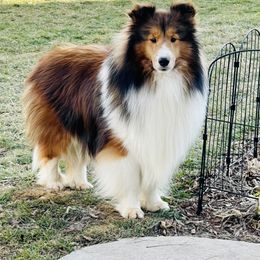 Shetland Sheepdog All Grown Up from Leigh Hi Shelties
