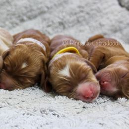 Australian Labradoodle Puppies from Pinnacle Labradoodles