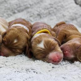 Australian Labradoodle Puppies from Pinnacle Labradoodles