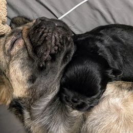 French Bulldog Puppies from Just Us Frenchies