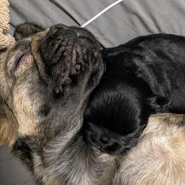 French Bulldog Puppies from Just Us Frenchies