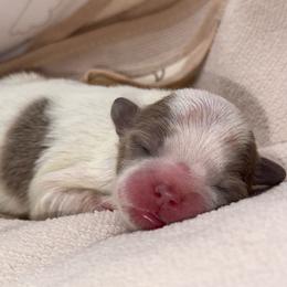 Parti Boy - Blue and white male Shih Tzu puppy in Albany, New York from Precious Shihpoo’s and Luxurious Shih Tzu’s