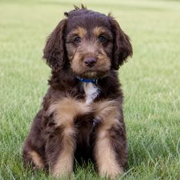 Mort - Red phantom male Aussiedoodle puppy in Decatur, Illinois from Signature Doodles