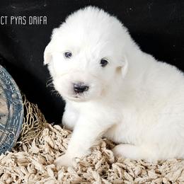 DRIFA - White female Great Pyrenees puppy in Trinidad, Colorado from Prospect Pyrenees