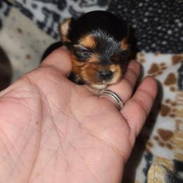 Yorkshire Terrier Puppies from Willow's Standards