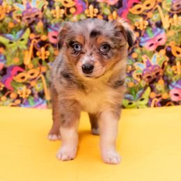 Miniature Australian Shepherds and Toy Australian Shepherds from Indigo River Toy & Mini Aussies
