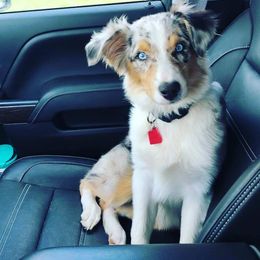 Australian Shepherd Puppies from Diamond Aussies N the Rough