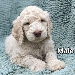 Labradoodle Puppies from Caldron Falls Doodles and Poodles
