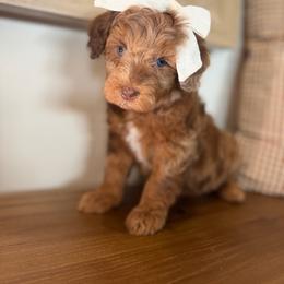 Willet - Merle female Goldendoodle puppy in Queen Creek, Arizona from Sunny Doodles
