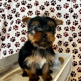 Atticus - Black and tan male Yorkshire Terrier puppy in San Antonio, Texas from CISCOK9