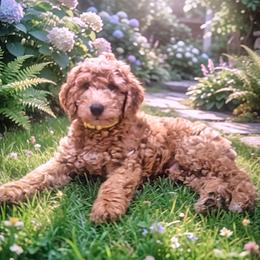 Sunny - Apricot male Goldendoodle puppy in Cleveland, Ohio from A&B Happybreeds