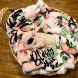 Boy 3 - Parti male Poodle puppy in Dunn, North Carolina from Sandy Creek Kennels