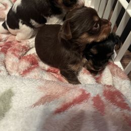 Yorkshire Terrier Puppies from MCM Acres