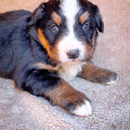 Bernedoodle, Bernese Mountain Dog, and Siberian Husky Puppies from Timberline Paws