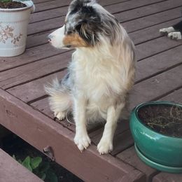 RoRo - Miniature Australian Shepherd