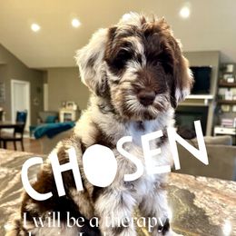 Raksha - female Newfypoo puppy in Jackson, Missouri from Two Sisters Ranch, LLC