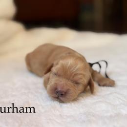 Durham - Buff male Cockapoo puppy in Alexandria, Alabama from Bright and Beautiful Cockapoos and Doodles