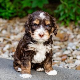 Australian Labradoodle Puppies from Providence Labradoodles, LLC