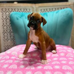 Girl 2 - Fawn female Boxer puppy in Prestonsburg, Kentucky from Diamond Standard Boxers