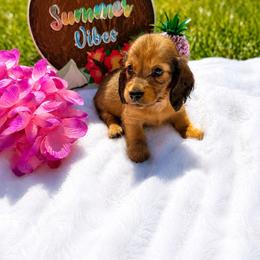 Pink collar female - Red female Dachshund puppy in Pleasant Plains, Arkansas from JGBs Silver Spur Dachshunds