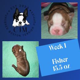Fisher - Black brindle and white male Boston Terrier puppy in Jupiter, Florida from CJM Boston and Boxer Puppies