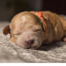 Ivy - Apricot female Poodle puppy in Rochester, New York from Mellies Miniature Poodles