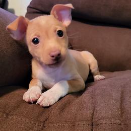 Rat Terrier Puppies from Country Rat Terriers