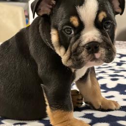 Bulldog Puppies from BUBBABULL
