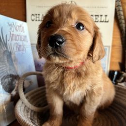 Red - Dark golden female Golden Retriever puppy in Leadore, Idaho from Gunsight Goldens