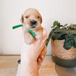Reckon - Golden male Golden Retriever puppy in Forest Hill, Texas from Gillit Family Goldens of NTX