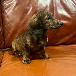 Wrinkle - Brindle male Dachshund puppy in Litchfield, Michigan from High Country Kennels