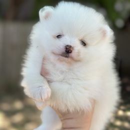 Pomeranian Puppies from Okie Poms