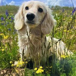 Taz - Dachshund