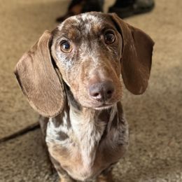 Izabella - Dachshund