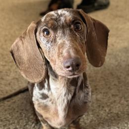 Izabella - Dachshund
