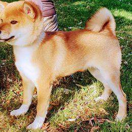 Kikko - Shiba Inu