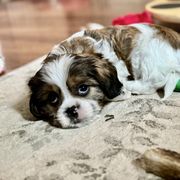 Pikachu - Brindle and white male Cavatzu puppy in Saint Paul, Minnesota from Amy’s Puppy Tzu