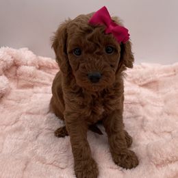 Maple - Red  female Goldendoodle puppy in Kansas City, Kansas from Bella & Ivy’s Mini Goldendoodles of KC