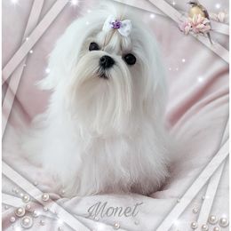 MONET - Maltese