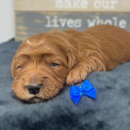 Blue Female - Apricot female Goldendoodle puppy in Great Falls, Montana from Montana Goldendoodles